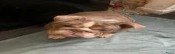 English Bulldog dogs for sale: Adult female English bulldog for sale  - Advert 5