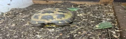 Tortoise reptiles for sale: Trio horsefield tortoises  in Walsall - Advert 1