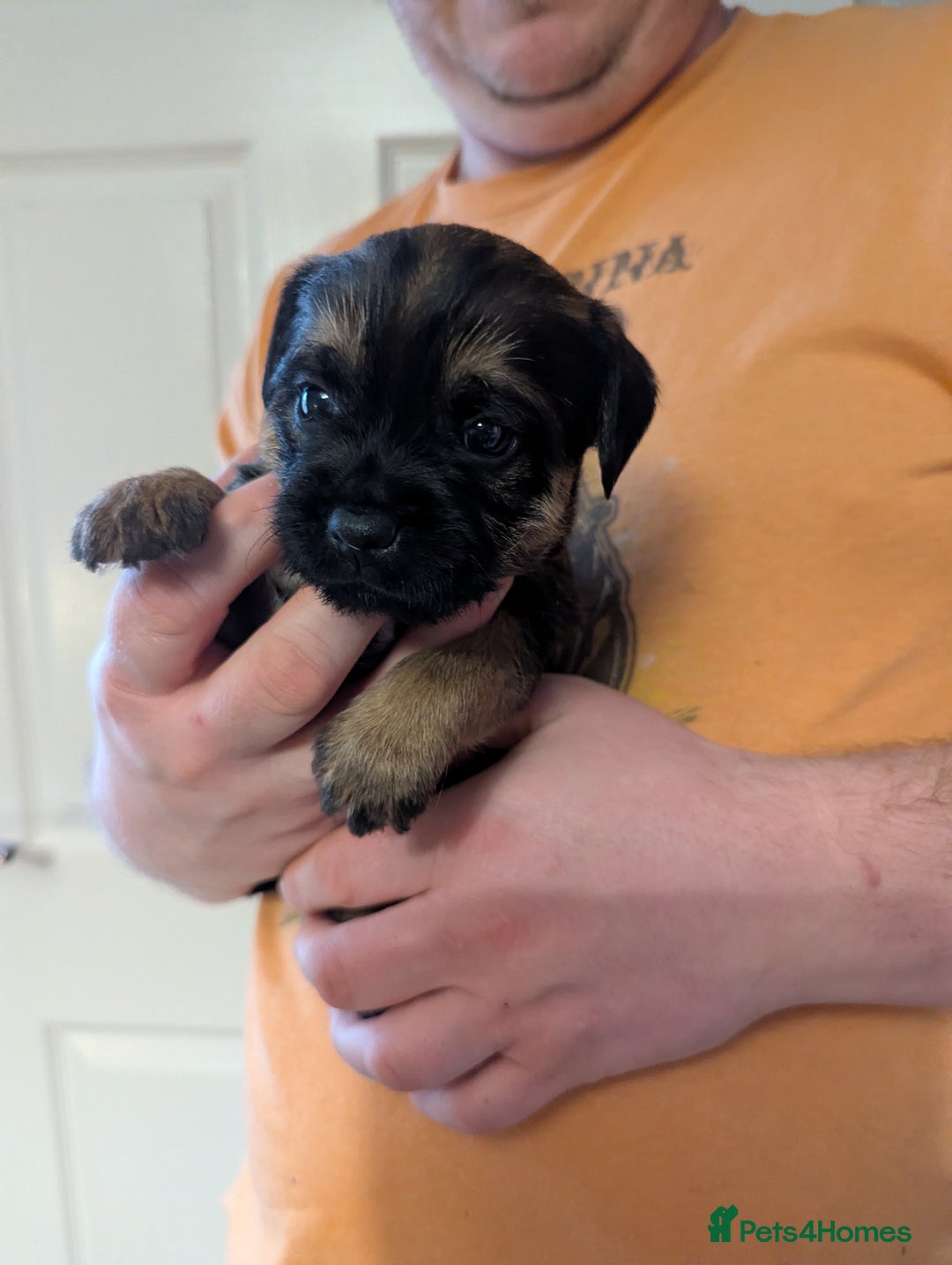 Border Terrier dogs for sale: KC Reg Border Terrier pups - Advert 5