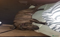 Mixed Breed dogs for sale: 8month old male - Image 2