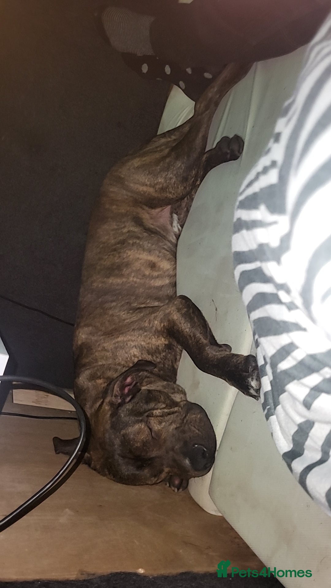 Mixed Breed dogs for sale: 8month old male - Image 2