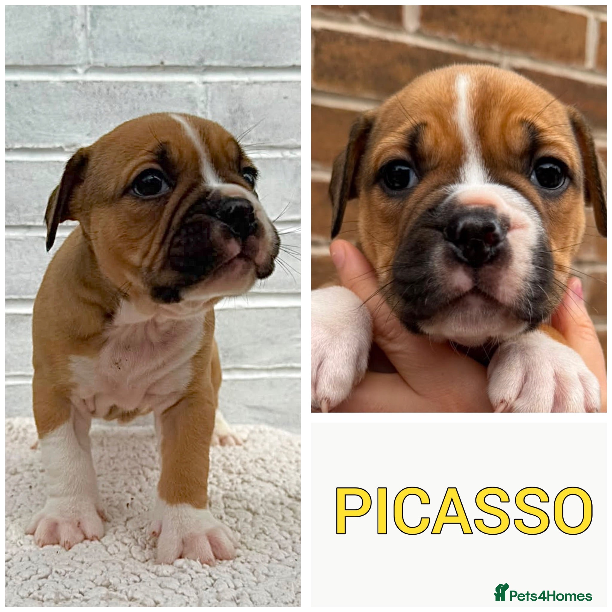 Olde English Bulldogge dogs Champion, Health Tested Parents, OEB puppies - Advert 2