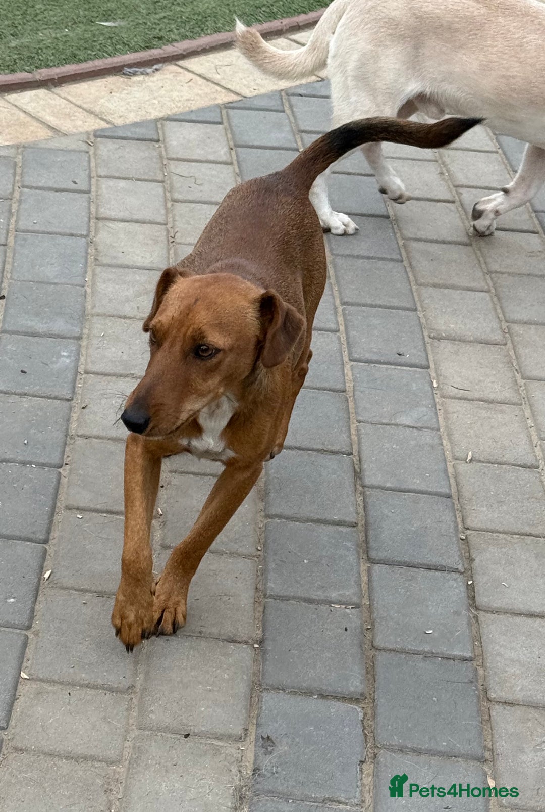 Fox Terrier dogs for adoption: Sweet Felix Needs LOVE - Advert 10