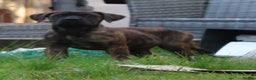 Presa Canario dogs for sale: Presa Canario Puppies (Recognised Breeder) - Advert 8