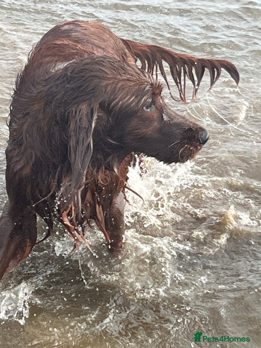 Irish Setter dogs for sale: Quality Irish setter puppies KC Registered - Advert 25