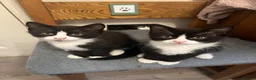 Mixed Breed cats for sale: 2 beautiful sisters looking for their forever home - Advert 1