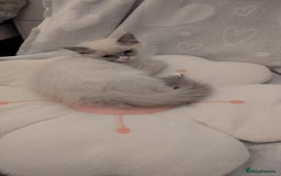 Ragdoll cats for sale: Ragdoll kitten 🌟 1 sweet girl - Image 2