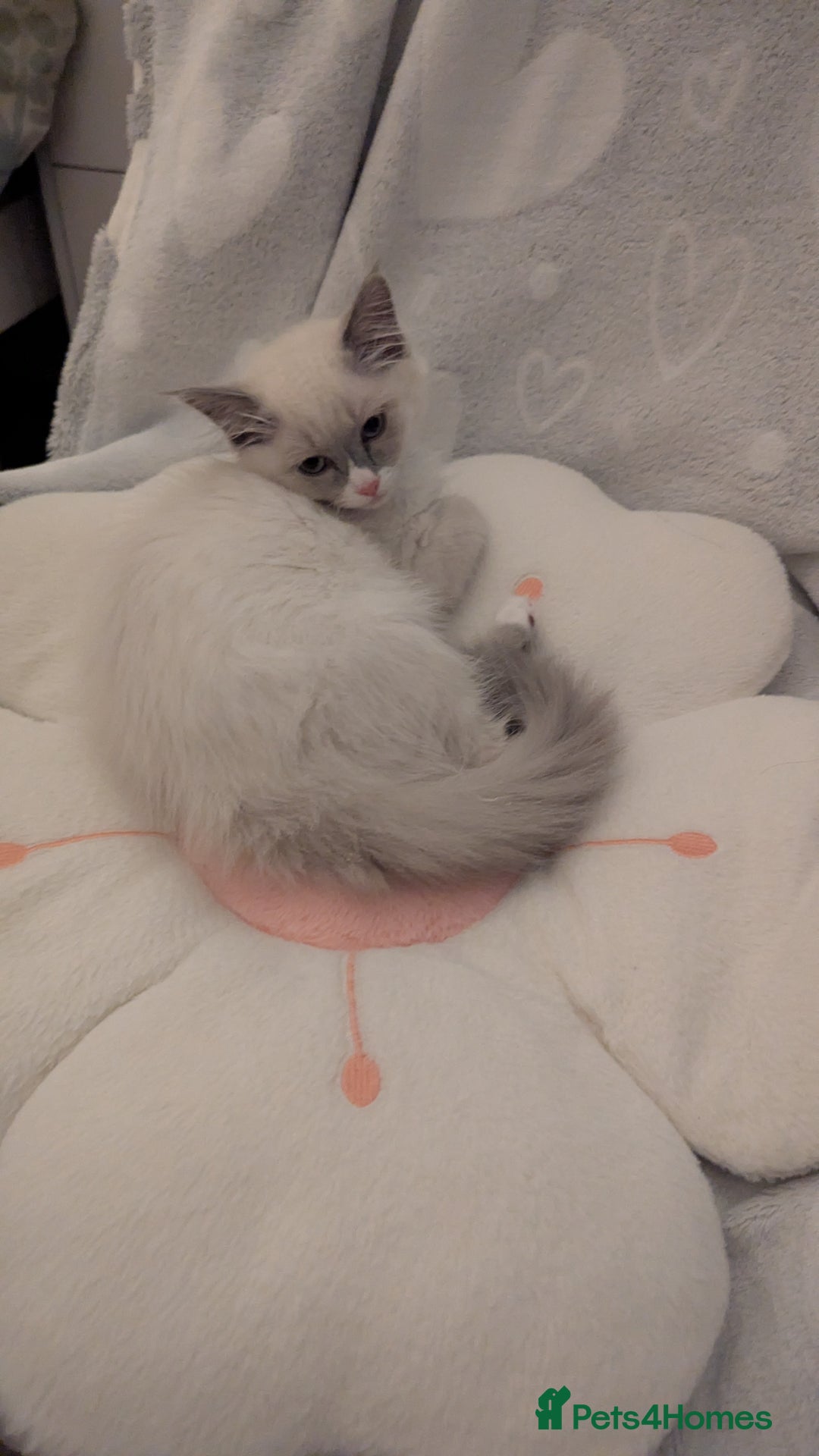 Ragdoll cats for sale: Ragdoll kitten 🌟 1 sweet girl - Image 2