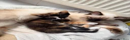 Mixed Breed cats for sale: Two Gorgeous Tortoiseshell girl kittens - Advert 8