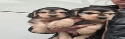 Cocker Spaniel dogs for sale: KC Reg Sable Show Type Cocker Spaniels  - Advert 7
