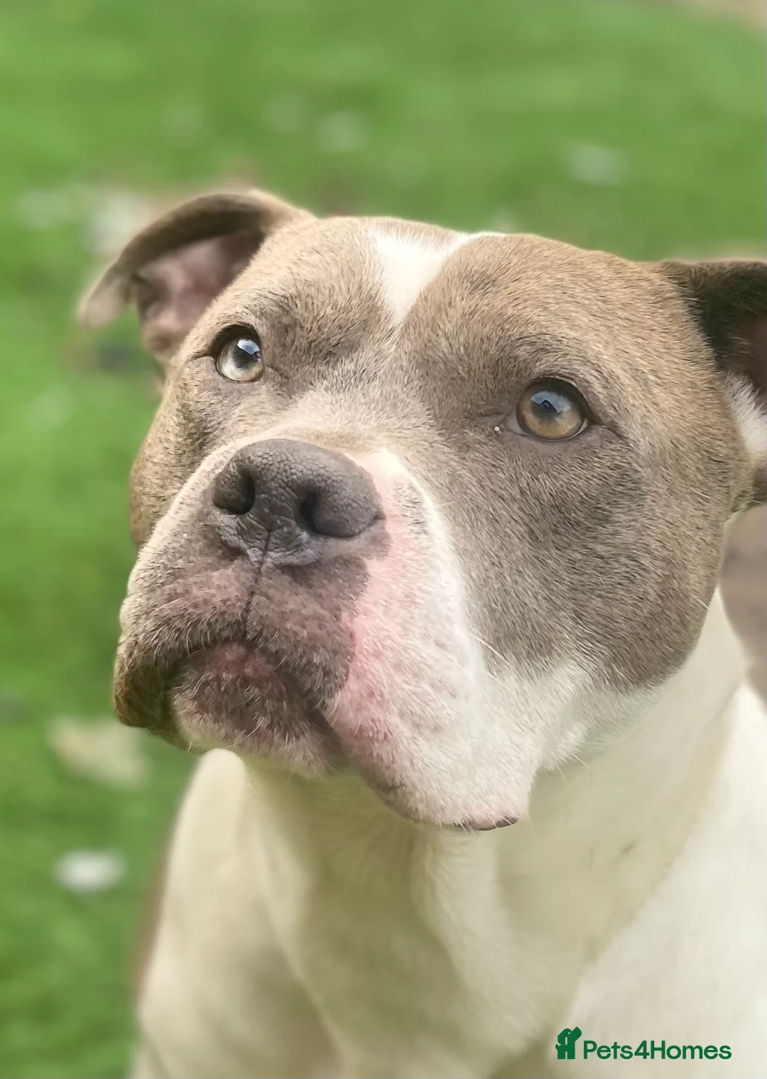 Mixed Breed dogs for sale: Buddy needs a new home - Advert 3