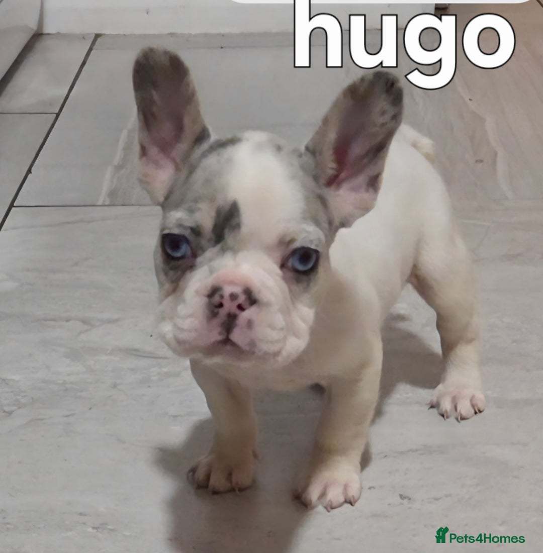 French Bulldog dogs for sale: Kc registered French bulldog puppys  - Advert 1
