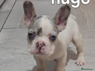 French Bulldog dogs Kc registered French bulldog puppys - Advert 2