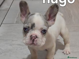 French Bulldog dogs Kc registered French bulldog puppys - Advert 5