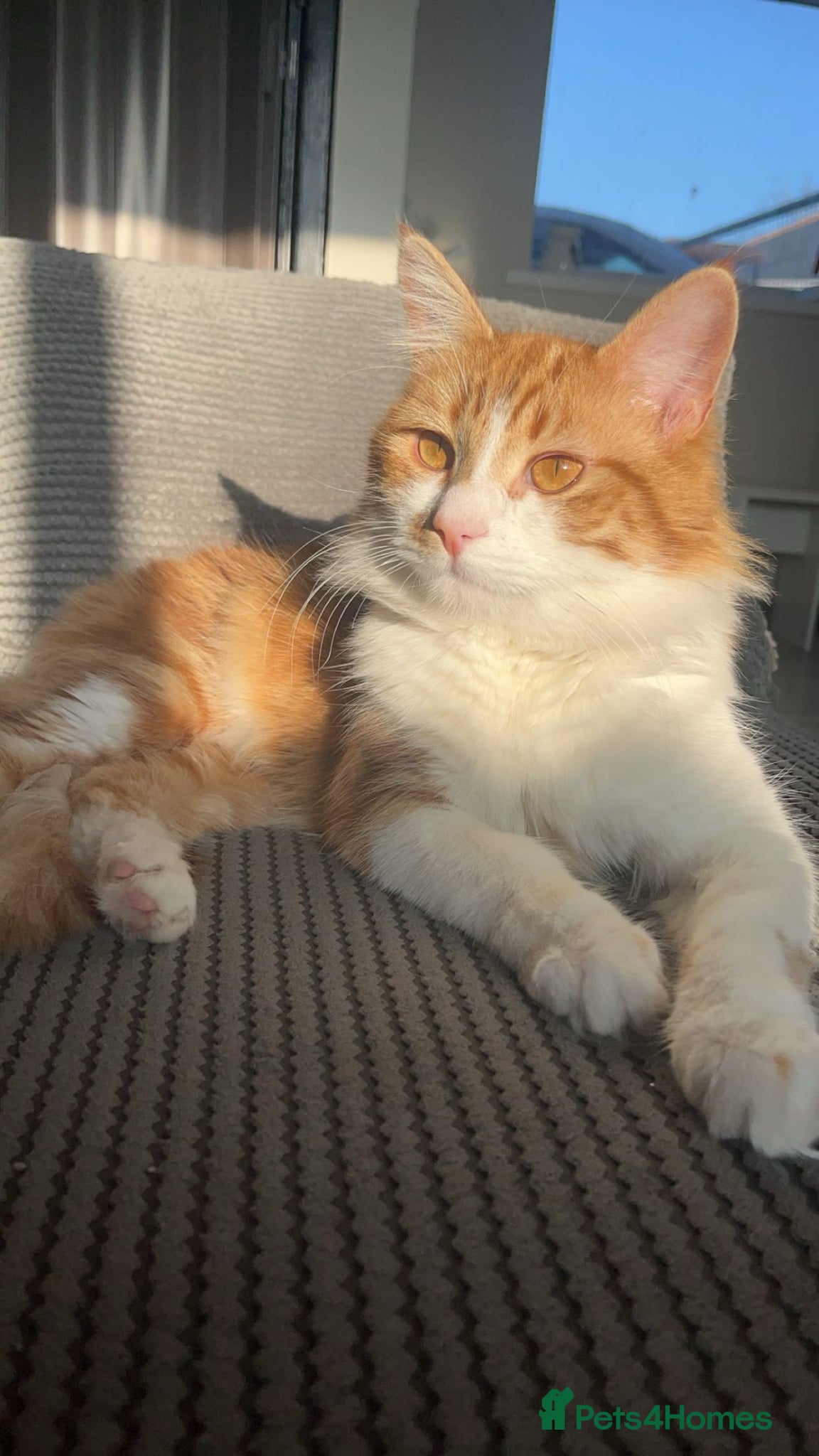 Mixed Breed cats Half Maine coon kittens  - Advert 3