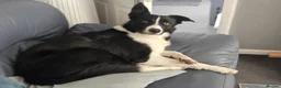 Border Collie dogs for sale: Male short haired Border Collie  - Advert 3