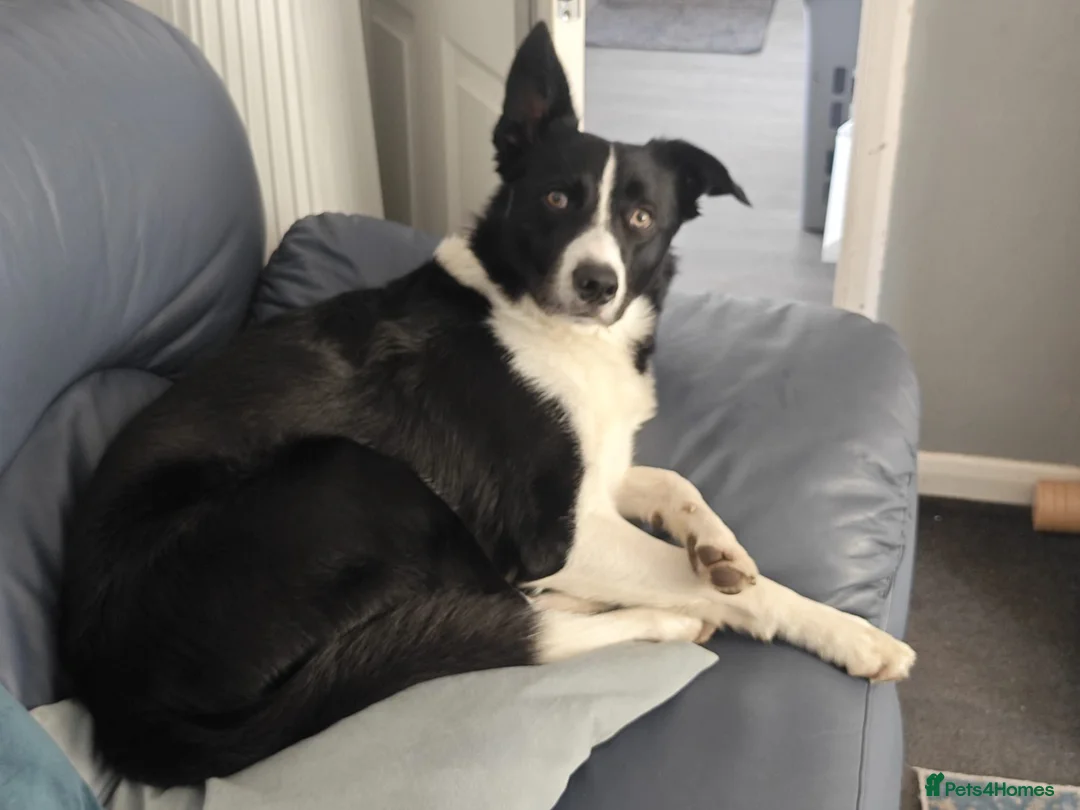 Border Collie dogs for sale: Male short haired Border Collie  - Advert 3