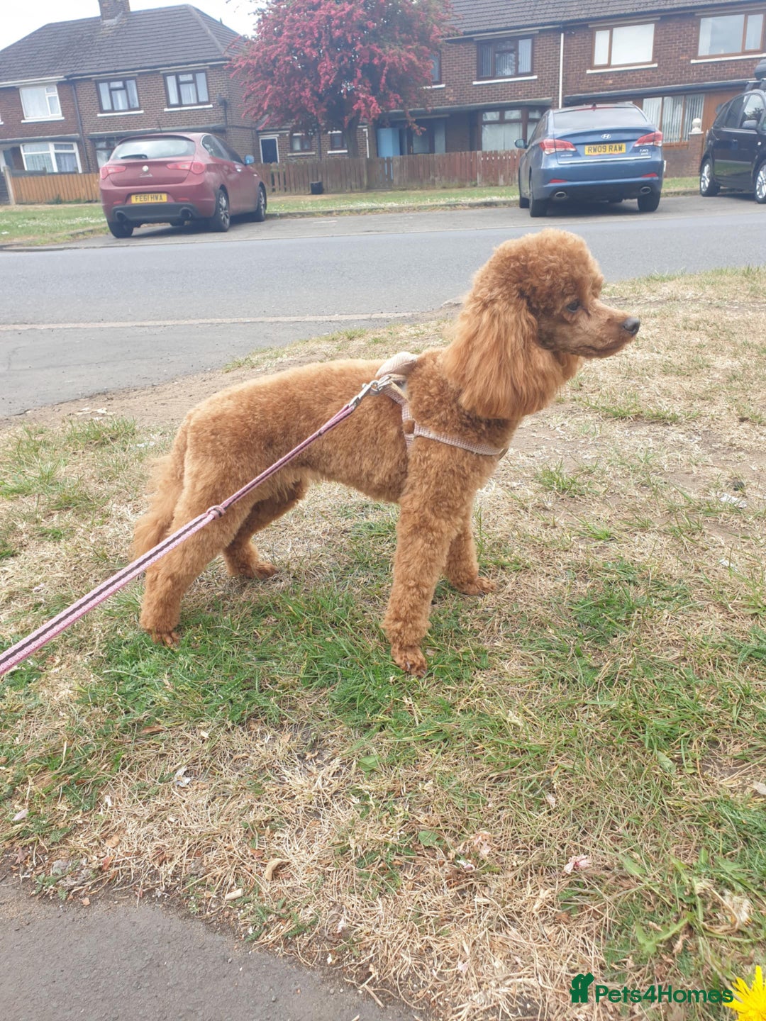 Toy Poodle dogs for sale: Mini TOY POODLES Last one boy available - Advert 37