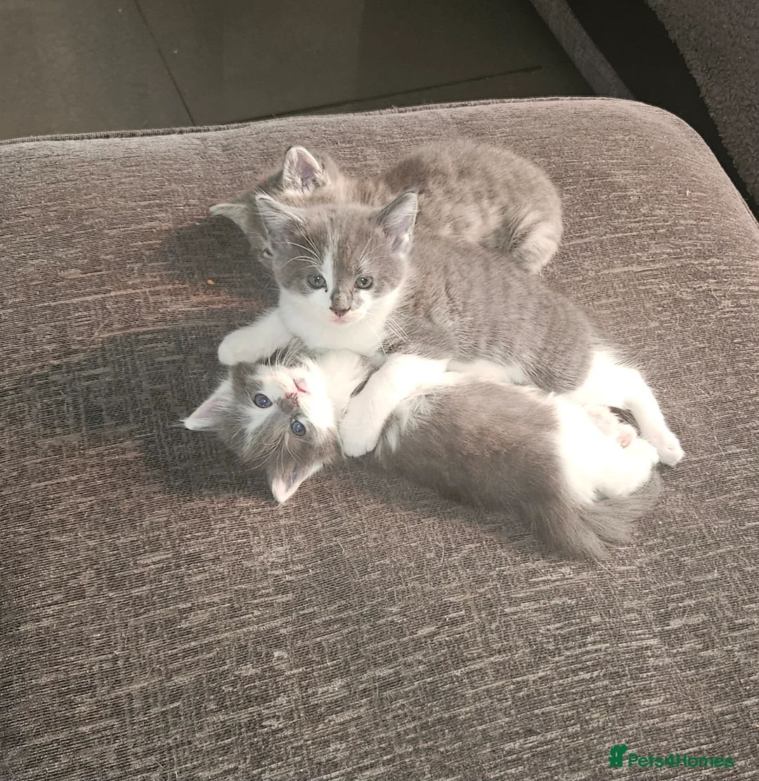Mixed Breed cats for sale: Kittens  - Advert 1