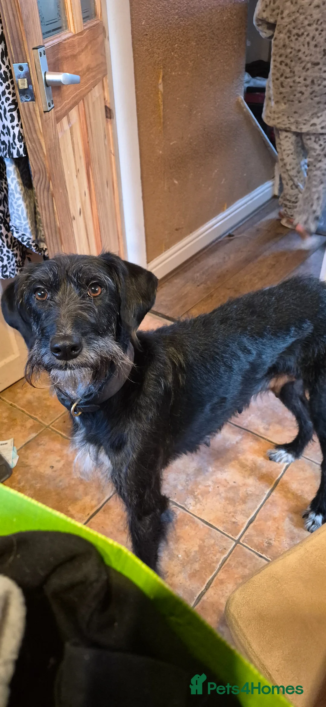 Lurcher dogs for sale: Pointer/Lurcher  in Scarborough - Advert 1