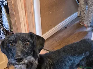 Lurcher dogs Pointer/Lurcher - Advert 5