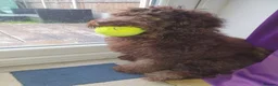 Cockapoo dogs for sale: 1 year old cocapoo male  in Southend-on-Sea - Advert 1