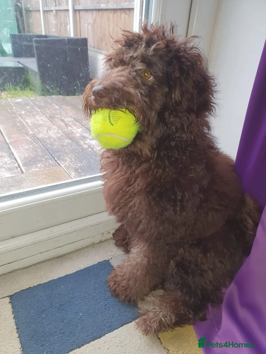 Cockapoo dogs for sale: 1 year old cocapoo male  in Southend-on-Sea - Advert 1