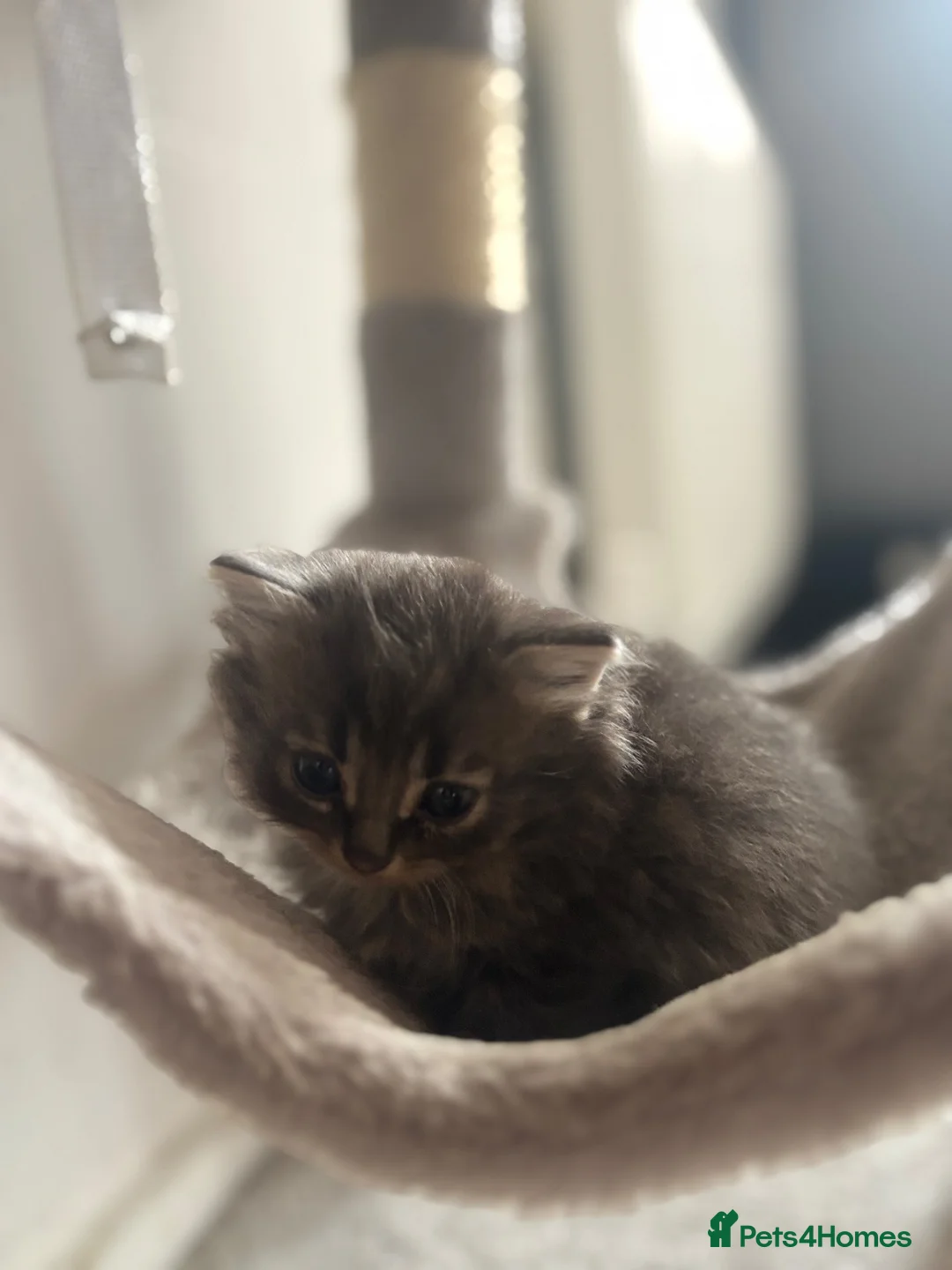 Mixed Breed cats for sale: 1 GREY KITTEN LEFT FOR SALE  - Advert 19