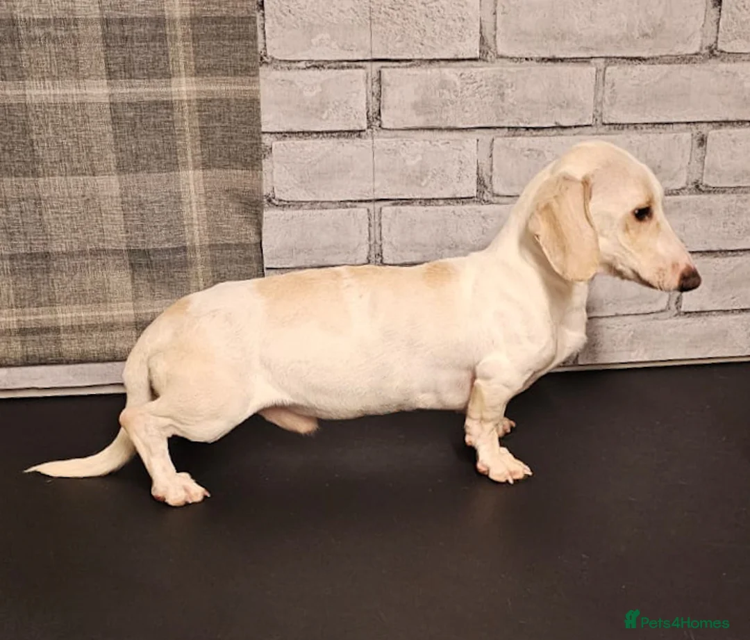 Miniature Dachshund dogs for stud: Smooth Cream Piebald for Stud  in Motherwell - Advert 2