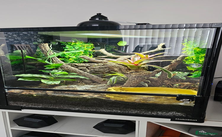 Frog reptiles - Advert 1