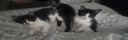 Mixed Breed cats for sale:  kittens for sale  in Newbury - Advert 3