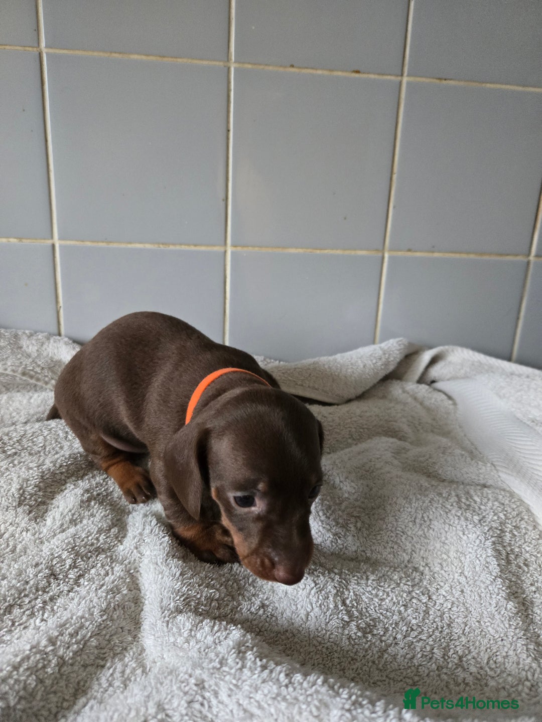 Miniature Dachshund dogs for sale: Miniature Dachshand girls  - Advert 5