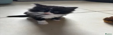 Domestic Shorthair 2