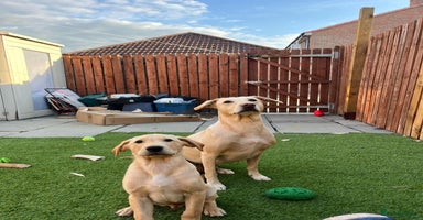 Labrador Retriever dogs in Bedale - Advert 11