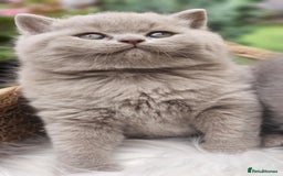 British Shorthair cats for sale: Show Quality Champions British Shorthair GCCF - Image 7