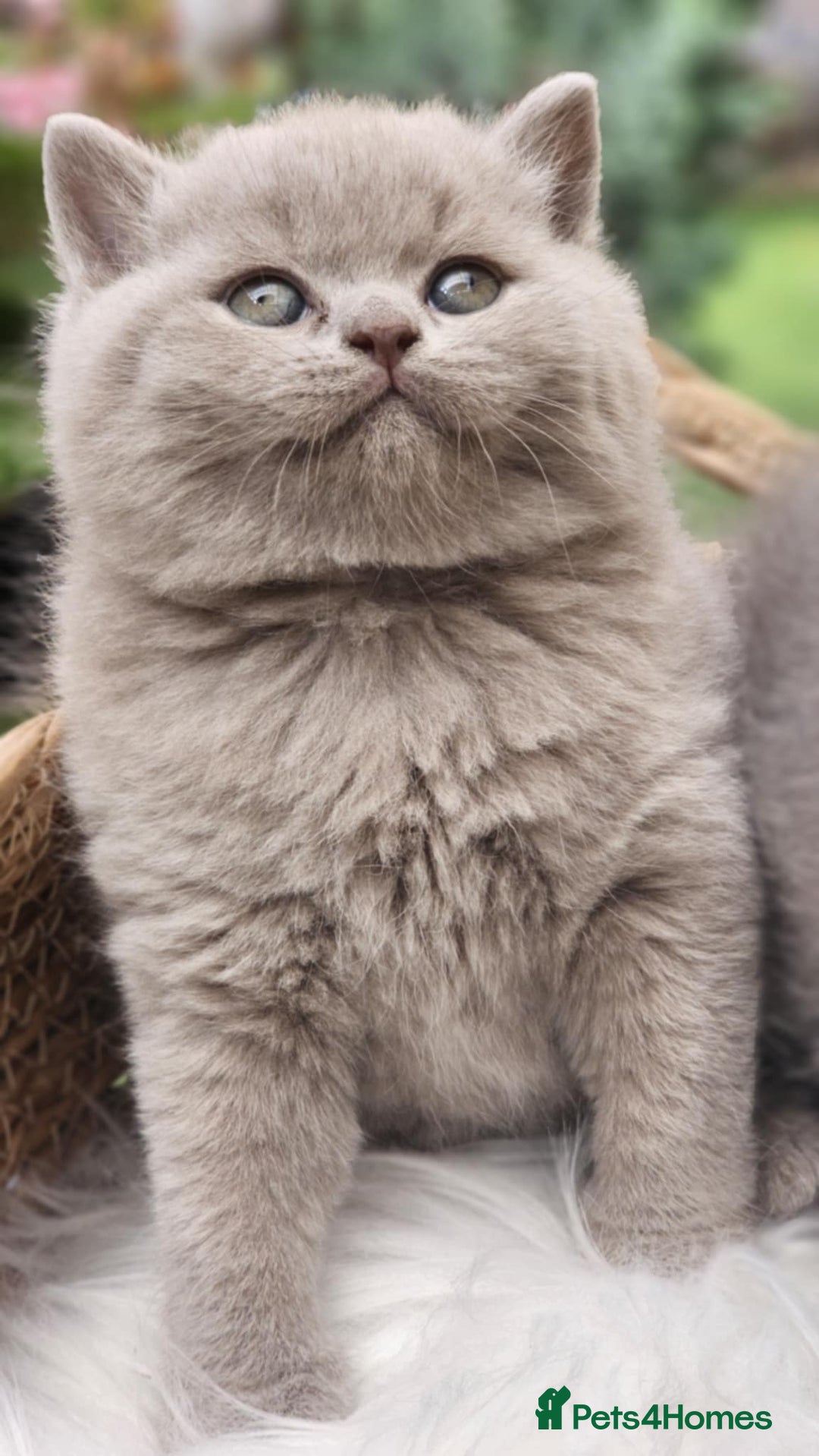 British Shorthair cats for sale: Show Quality Champions British Shorthair GCCF - Image 7