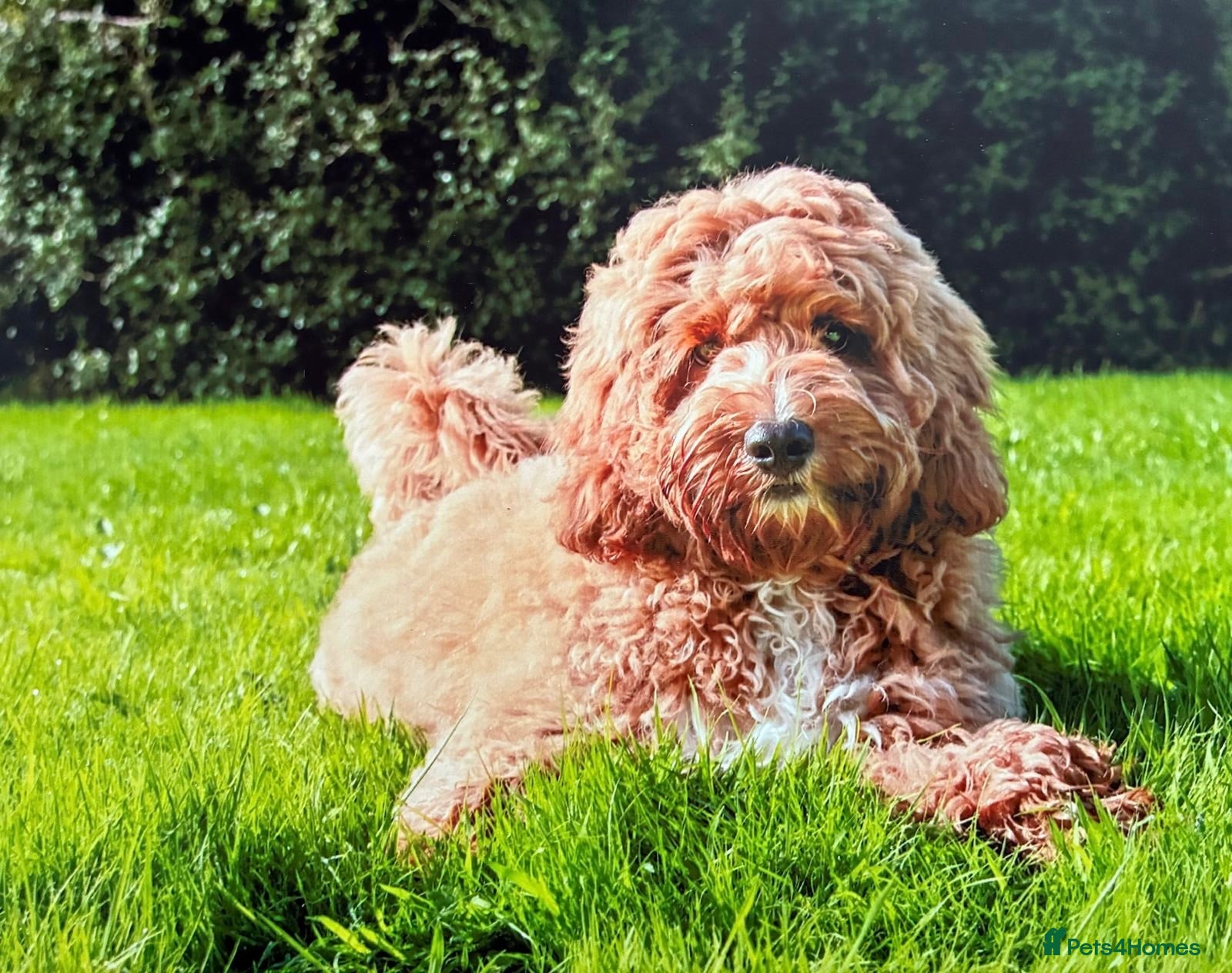Australian Labradoodle dogs red/Merle multi generation Australian Labradoodle  - Advert 1