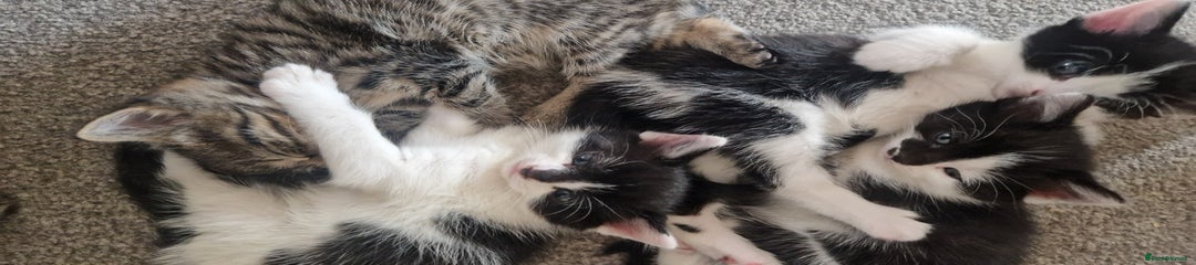 Mixed Breed Kitten 4