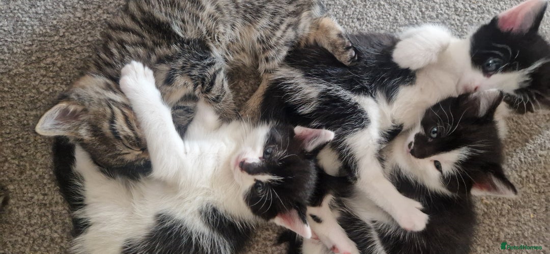 Mixed Breed cats for sale: Gorgeous 🥰 Main Coon cross kittens 🐾 - Image 3