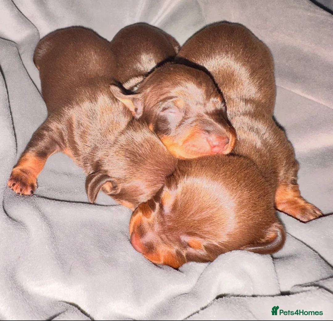 Miniature Dachshund dogs for sale: Because dachshund babies - Advert 23