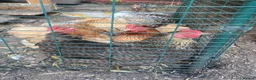 Chickens poultry for sale: Flock of lovely bantams  in London - Advert 1