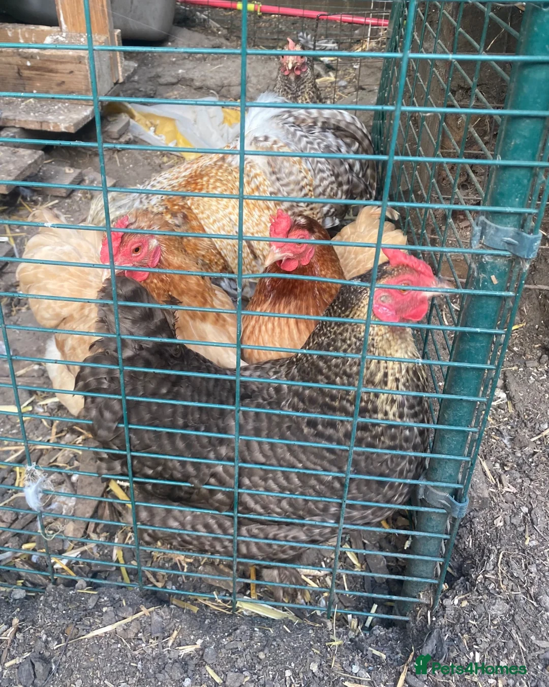 Chickens poultry for sale: Flock of lovely bantams  in London - Advert 1