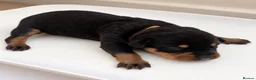 Mixed Breed dogs for sale: Cane Corso x Rottweiler Puppies – Ready 21 Nov - Advert 11