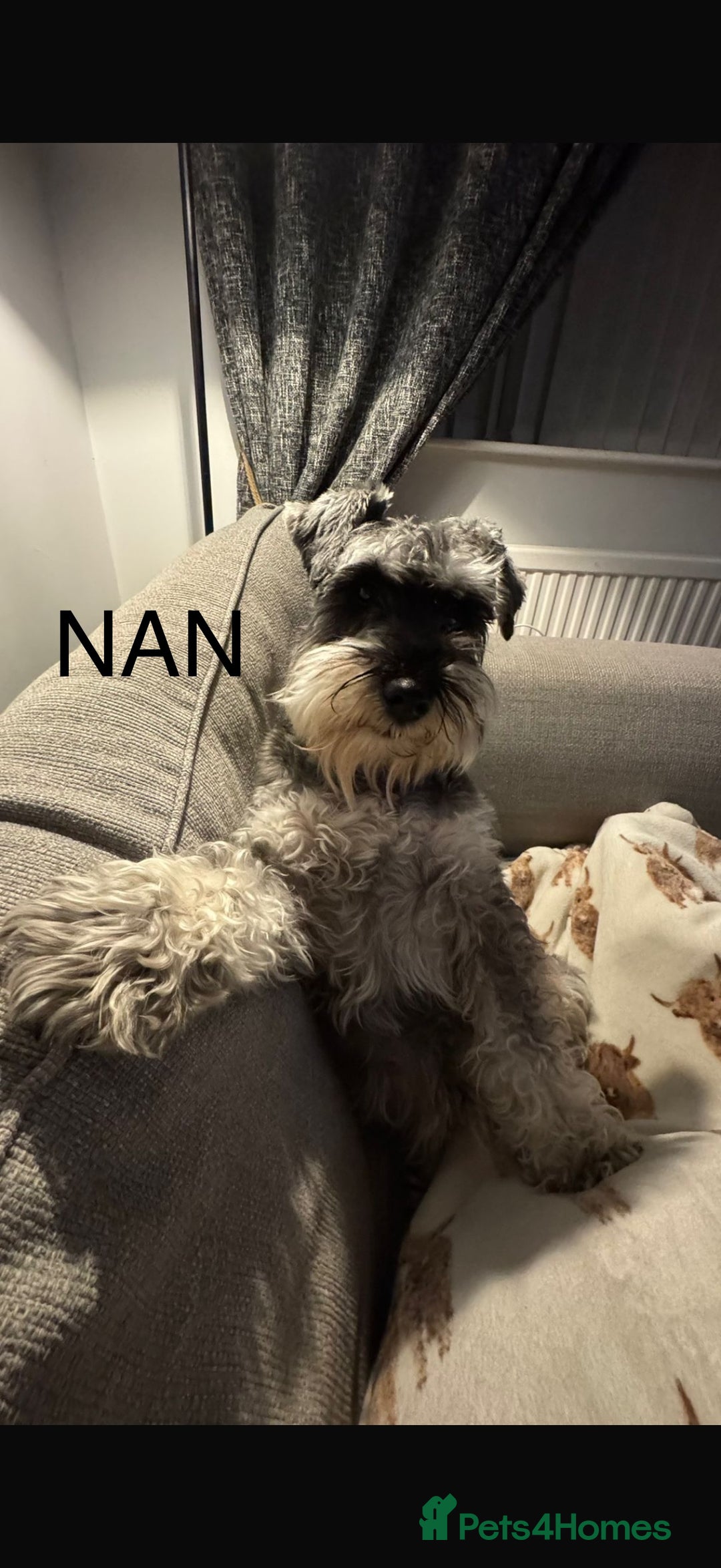 Miniature Schnauzer dogs for sale: Ready for our forever home’s miniature schnauzers  - Image 15