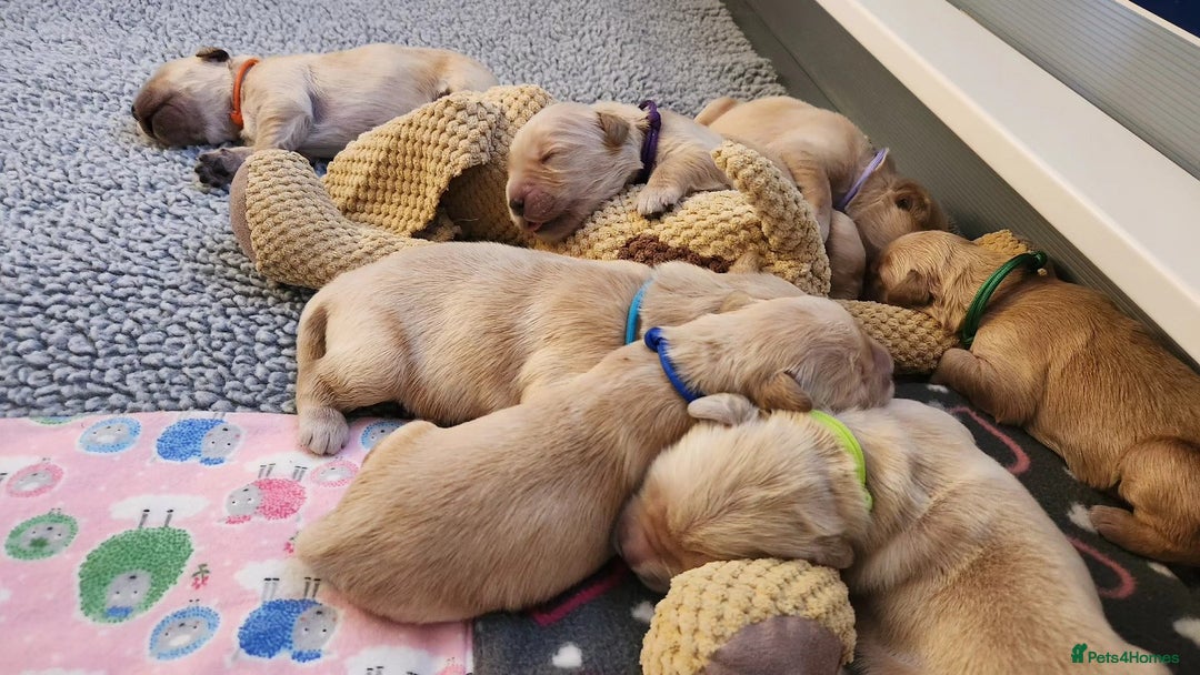Golden Retriever dogs for sale: Gorgeous Golden Retriever Puppies. - Image 7