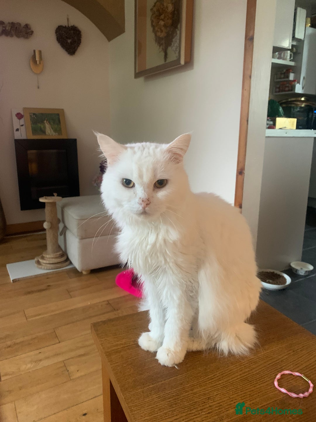 Persian cats for sale: Lovely persian cross male cat for sale - Image 6