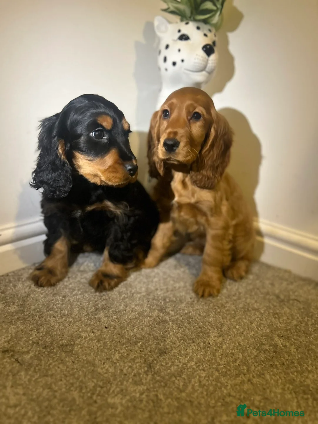 Cocker Spaniel dogs for sale: Three Cocker spaniels- Homes to pet homes only - Advert 2