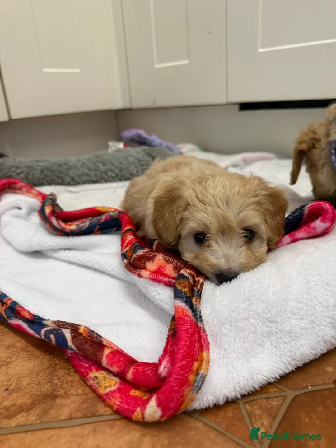 Cockapoo dogs for sale: Beautiful Health Tested Cockapoo Puppies - Advert 20