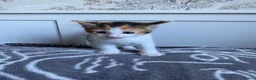 Mixed Breed cats for sale: 8 gorgeous kittens available!  - Advert 7