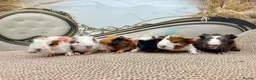 Guinea Pig rodents for sale: LOTS OF PIGGYS FOR SALE 💗 - Advert 3